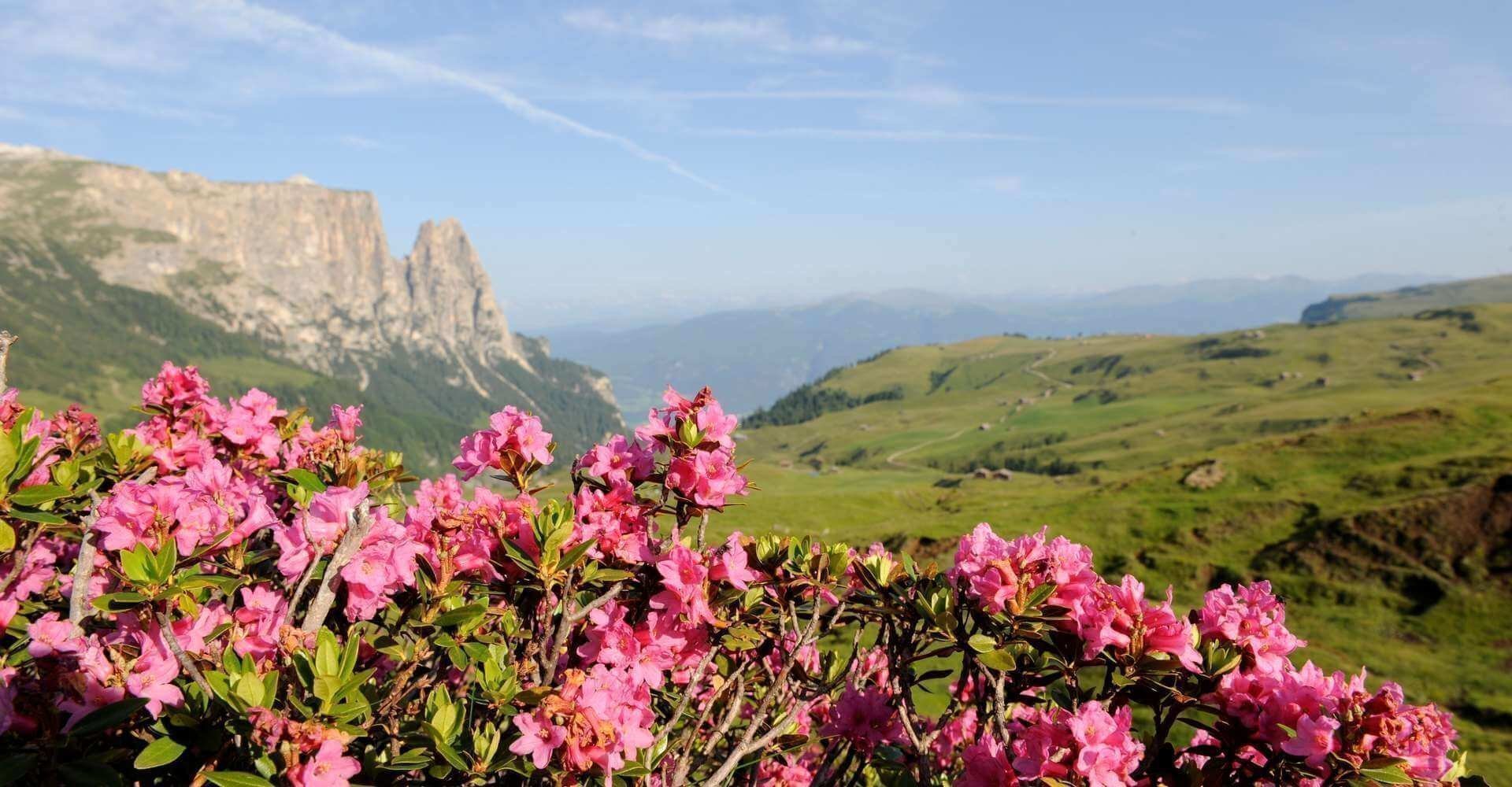 fruehling-auf-der-seiser-alm