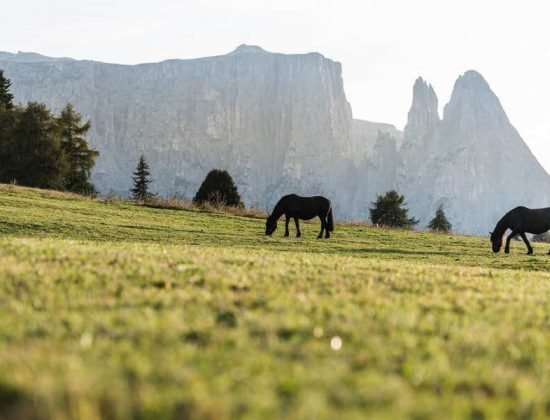 Summer vacation in Fiè - South Tyrol