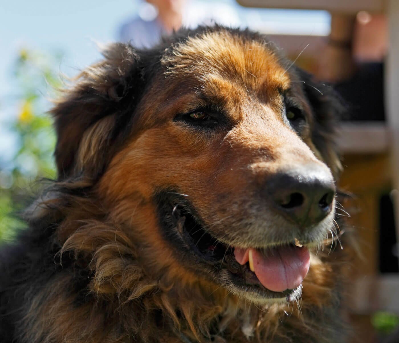 Urlaub mit Hund nahe der Seiser Alm auf dem Fingerhof